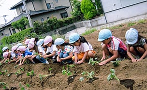 写真：芋の苗植え